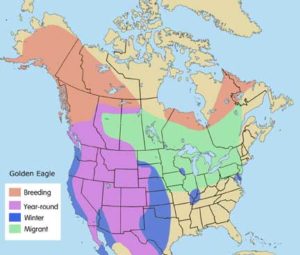 Golden Eagle | Cascades Raptor Center