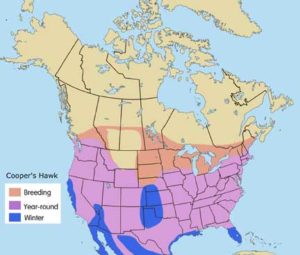 Cooper’s Hawk | Cascades Raptor Center