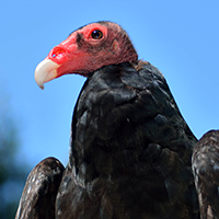 resident turkey vulture