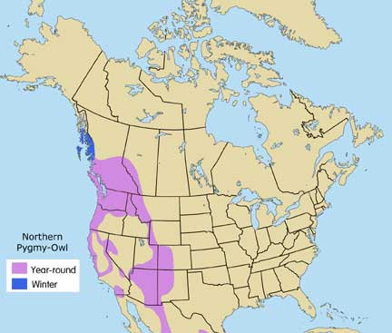 Northern Pygmy Owl | Cascades Raptor Center