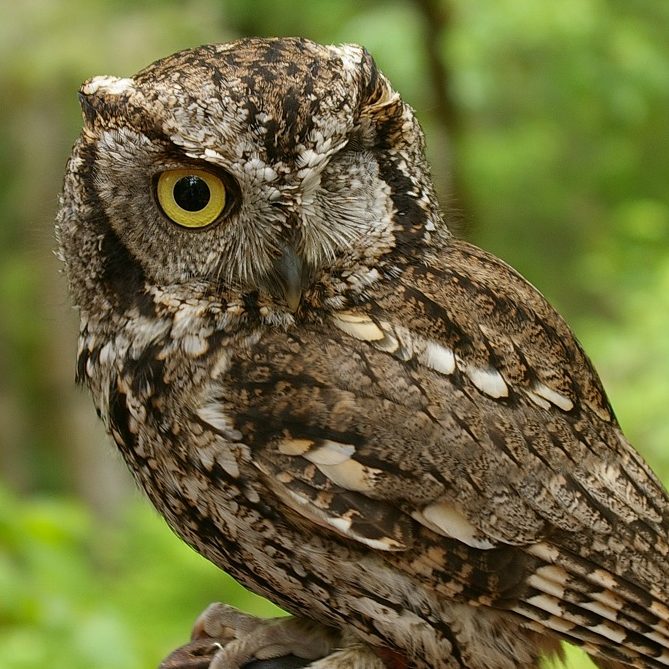 screech owl