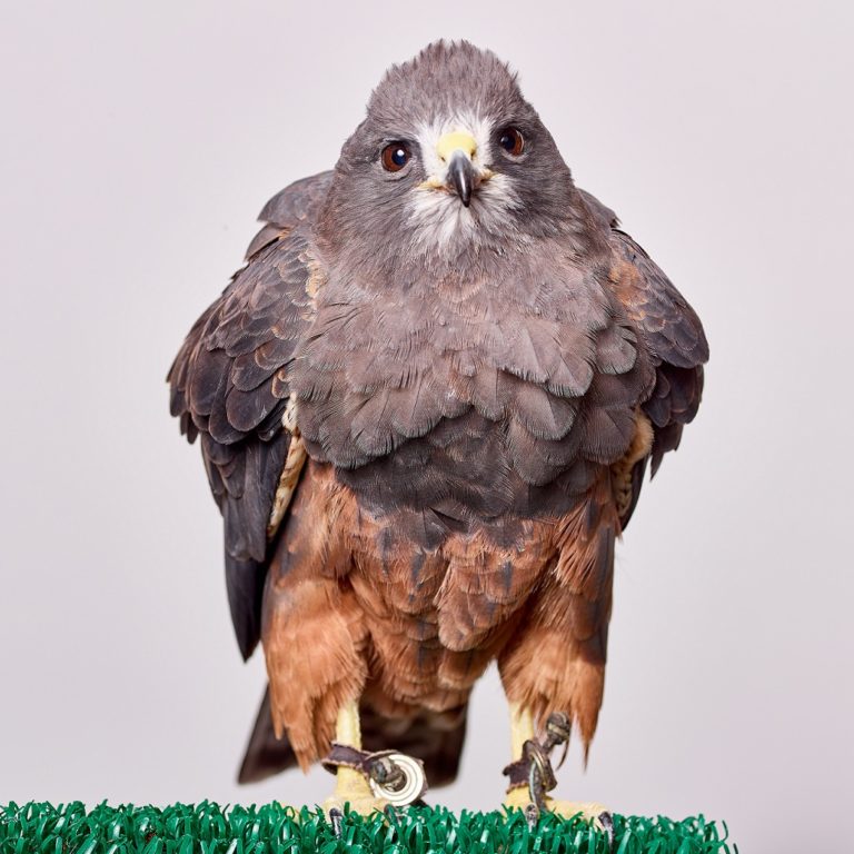 Taka | Cascades Raptor Center