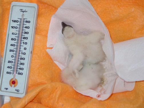 TUVU nestling incubator