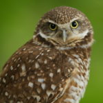 Burrowing Owl Ra