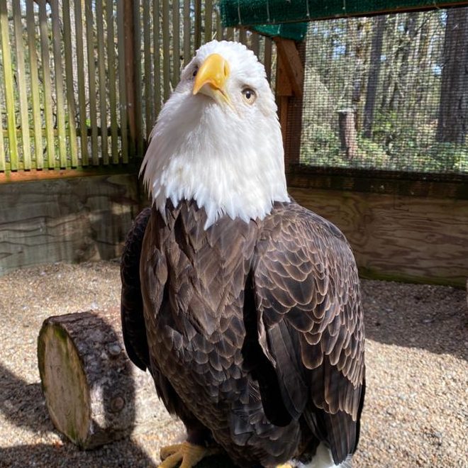 Cascade Raptor Center