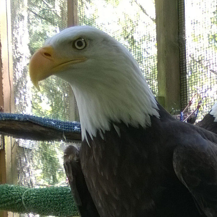 raptor center