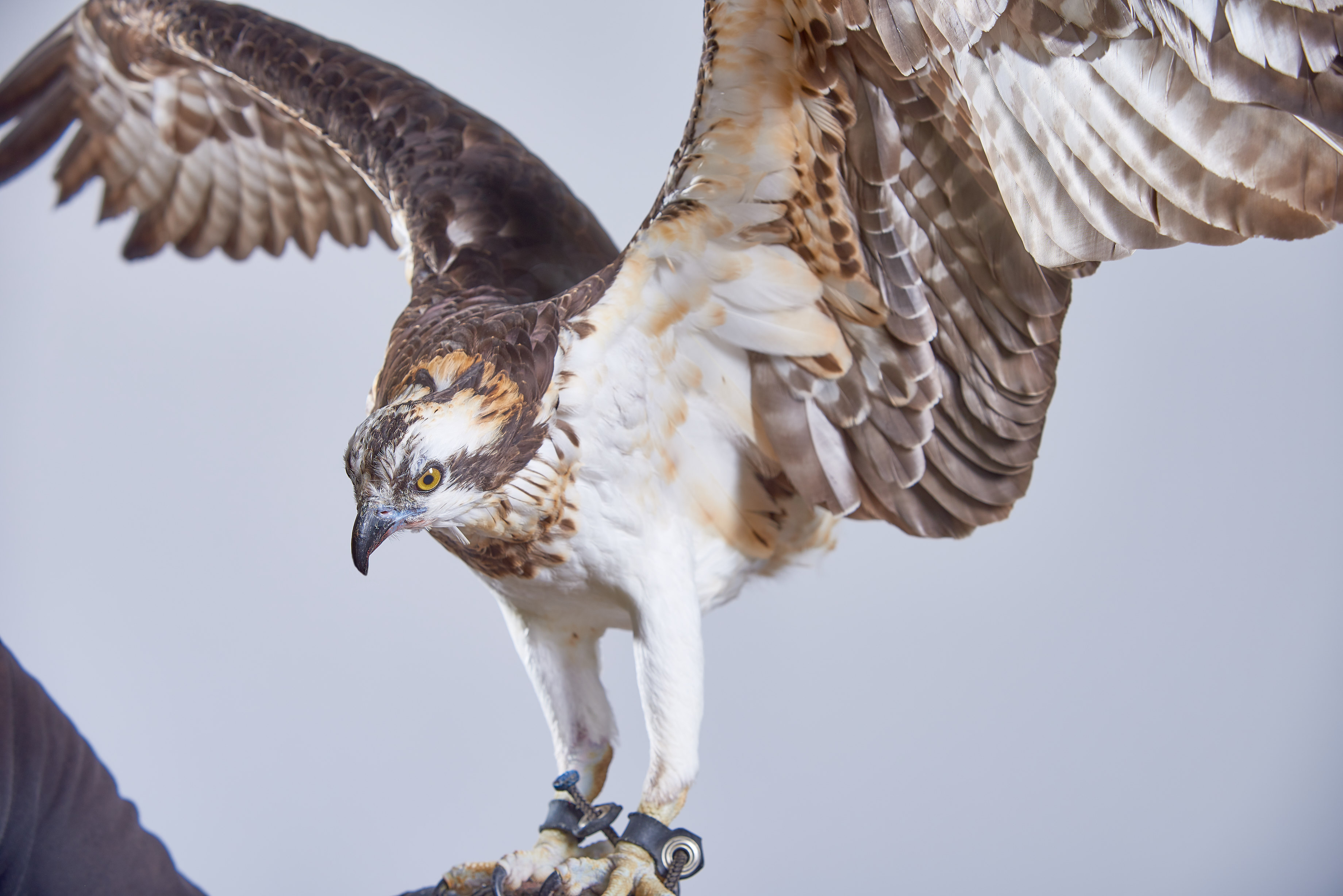 Cascade Raptor Cascades Raptor Center | Nature Center & Wildlife Hospital