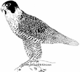 Peregrine Falcon | Cascades Raptor Center