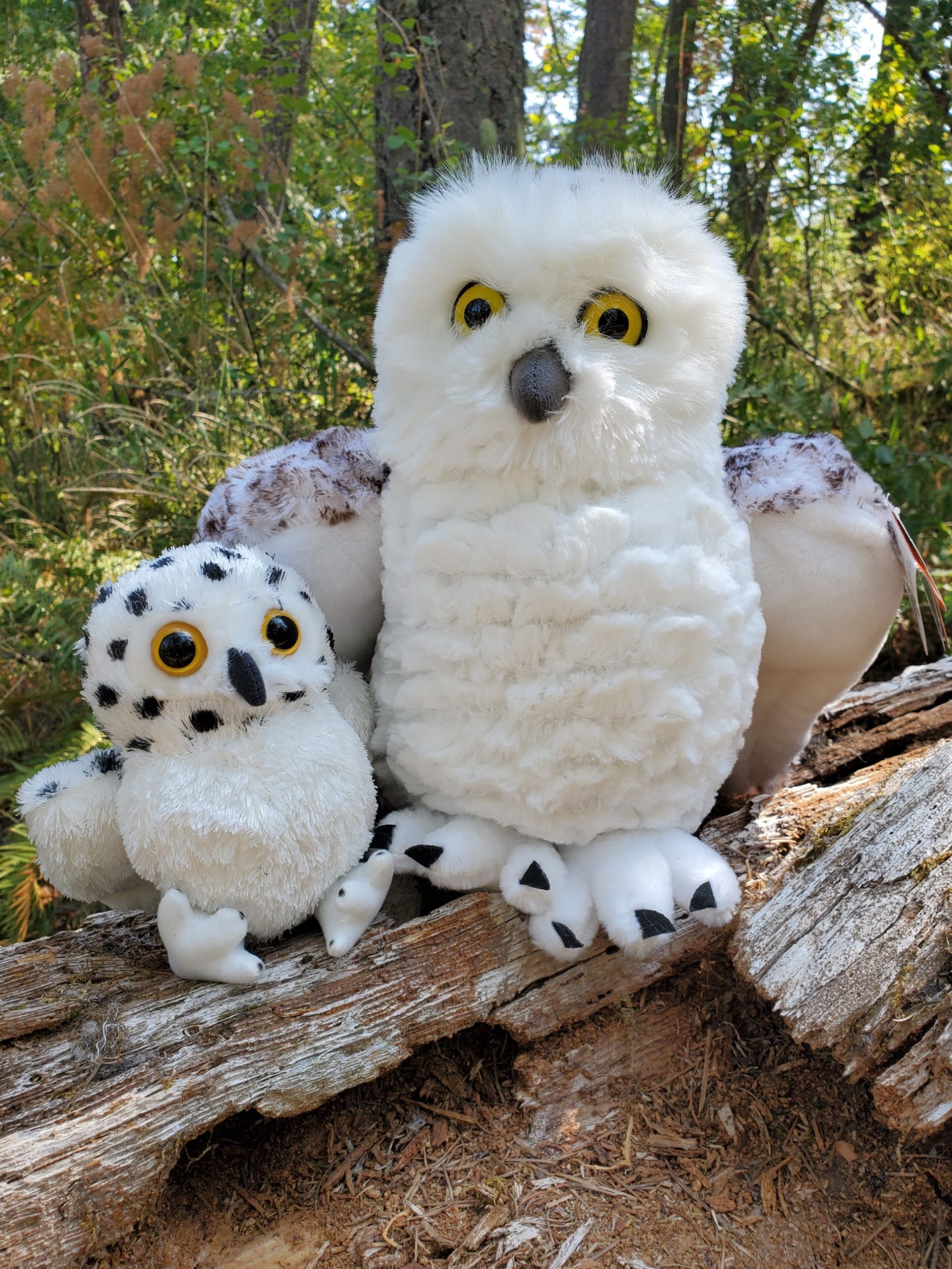 real stuffed owl