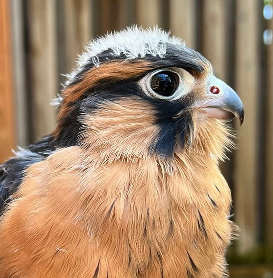 Cascades Raptor Center