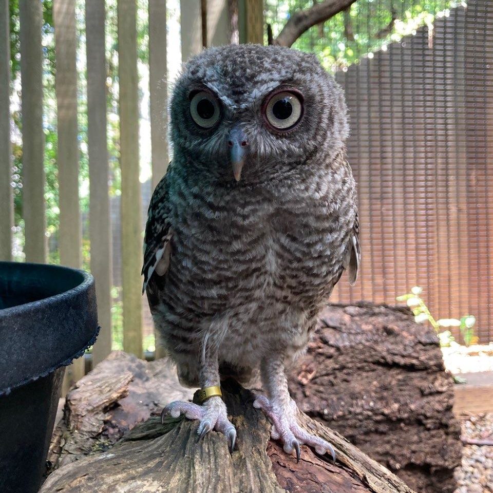 Otis | Cascades Raptor Center