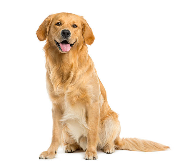 Photo of a golden retriever sitting in front of a white background